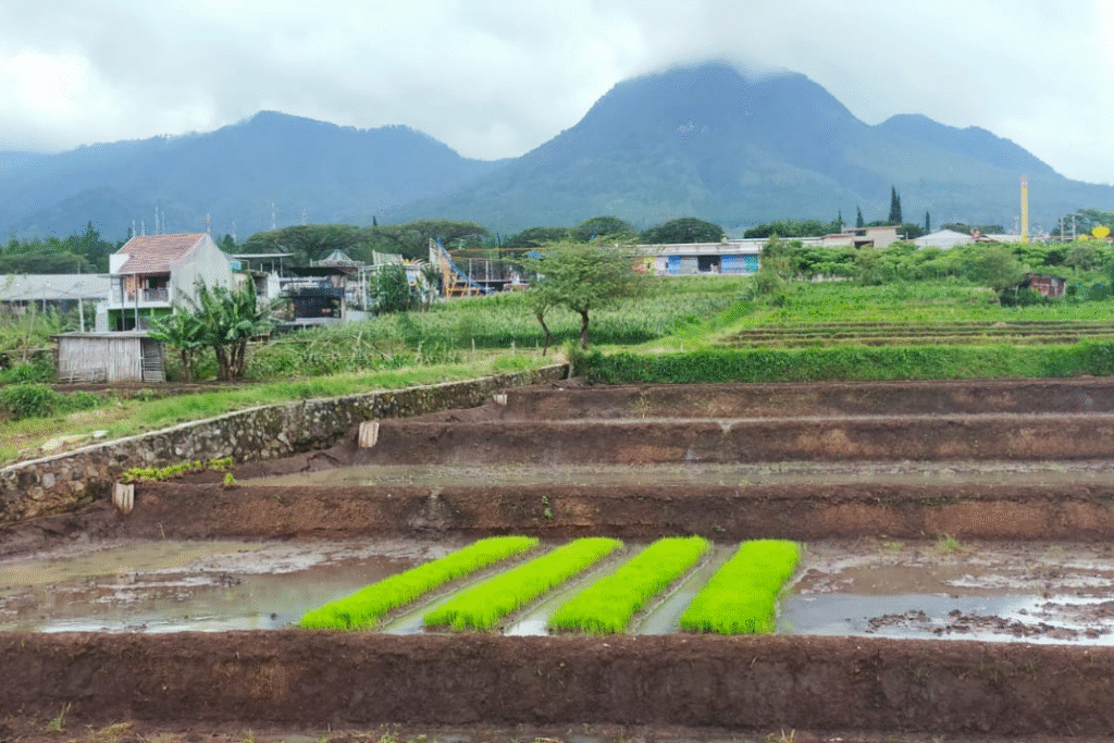 Villa Falfa Batu